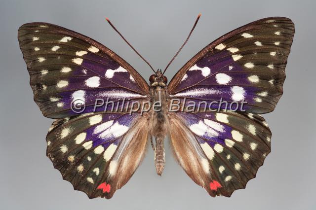 sasakia charonda.JPG - Sasakia charondaJapanese emperorLepidoptera, NymphalidaeChine